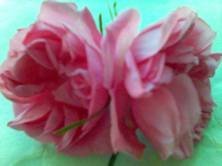 rosa